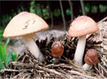 Agaricus Balzei Murill