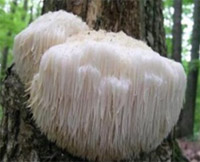 Lion's Mane Mushroom