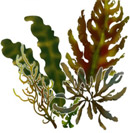 Concentrated Seaweed Extract