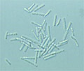 Plant nano-type lactobacillus